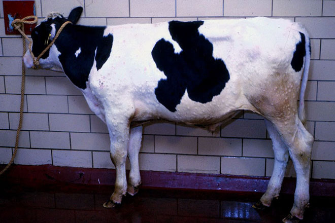 A Unión Europea levanta parte das restricións por dermatose nodular contaxiosa en zonas de España e Francia