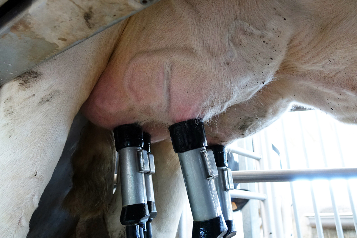 A produción de leite en Galicia aumentou un 0,53% no 2025 mentres que no conxunto de España baixou un 0,45%