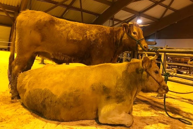 Baixada do vacún maior en Amio e sen cambios nas cotizacións de Ternera Gallega