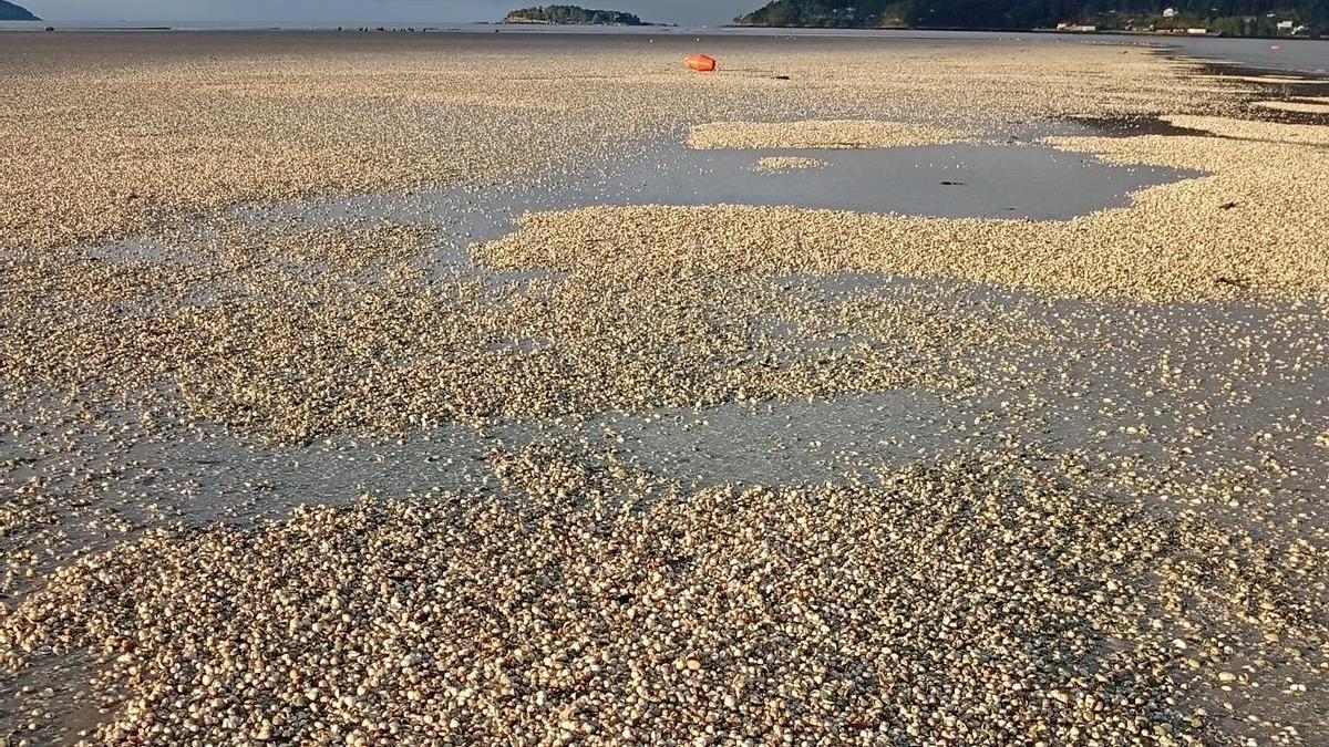 O tren de borrascas deixa toneladas de berberechos mortos nas praias de Noia: 