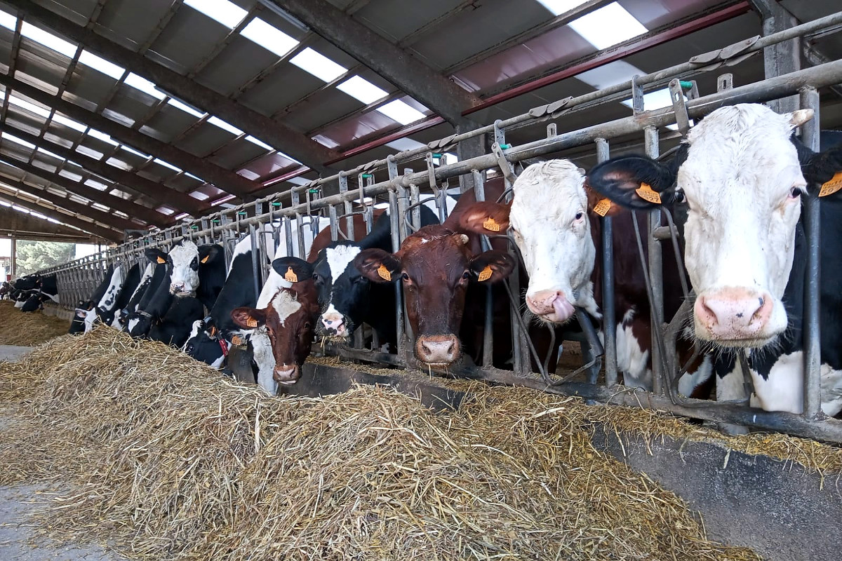 O Foro Empresarial Lácteo reclama máis base territorial para que as ganderías podan seguir aumentando a produción de forma sustentable