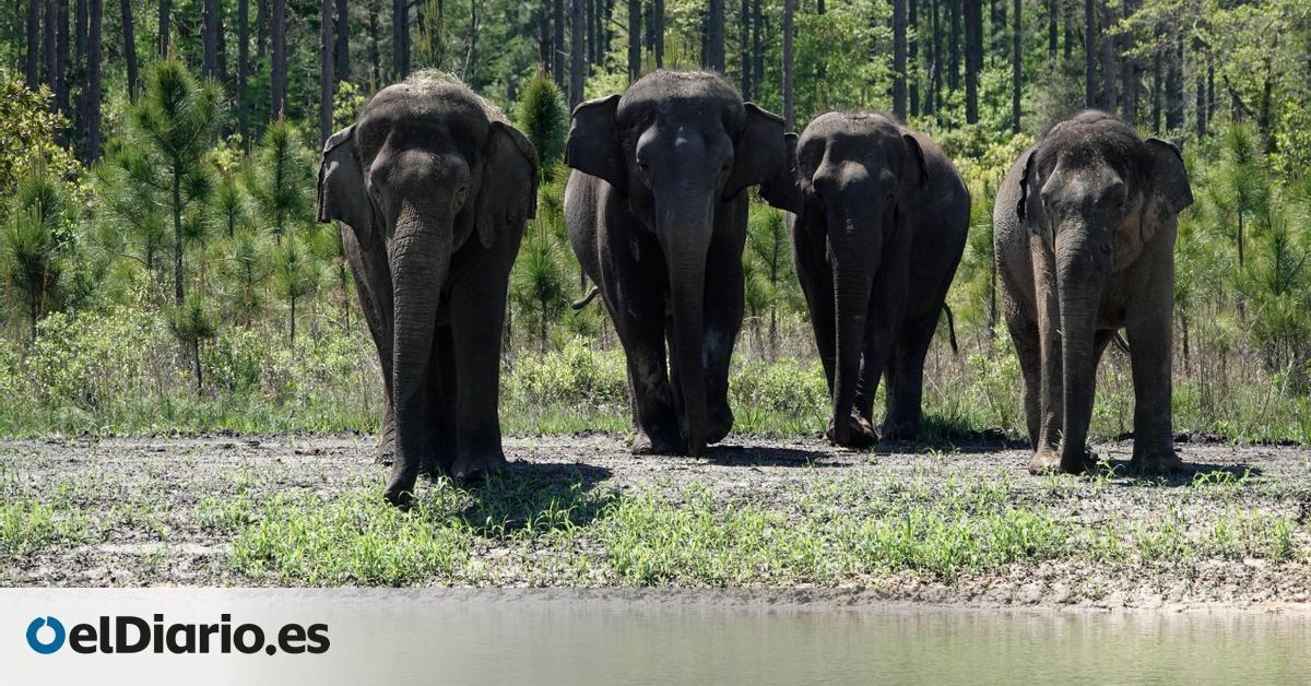 El café más raro del mundo pasa por el estómago de un elefante y la ciencia empieza a explicar por qué gusta tanto