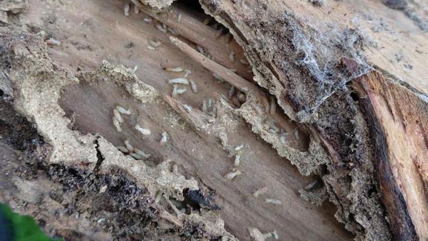 O inverno dispara as alertas por termitas: devoran a cidade e o rural