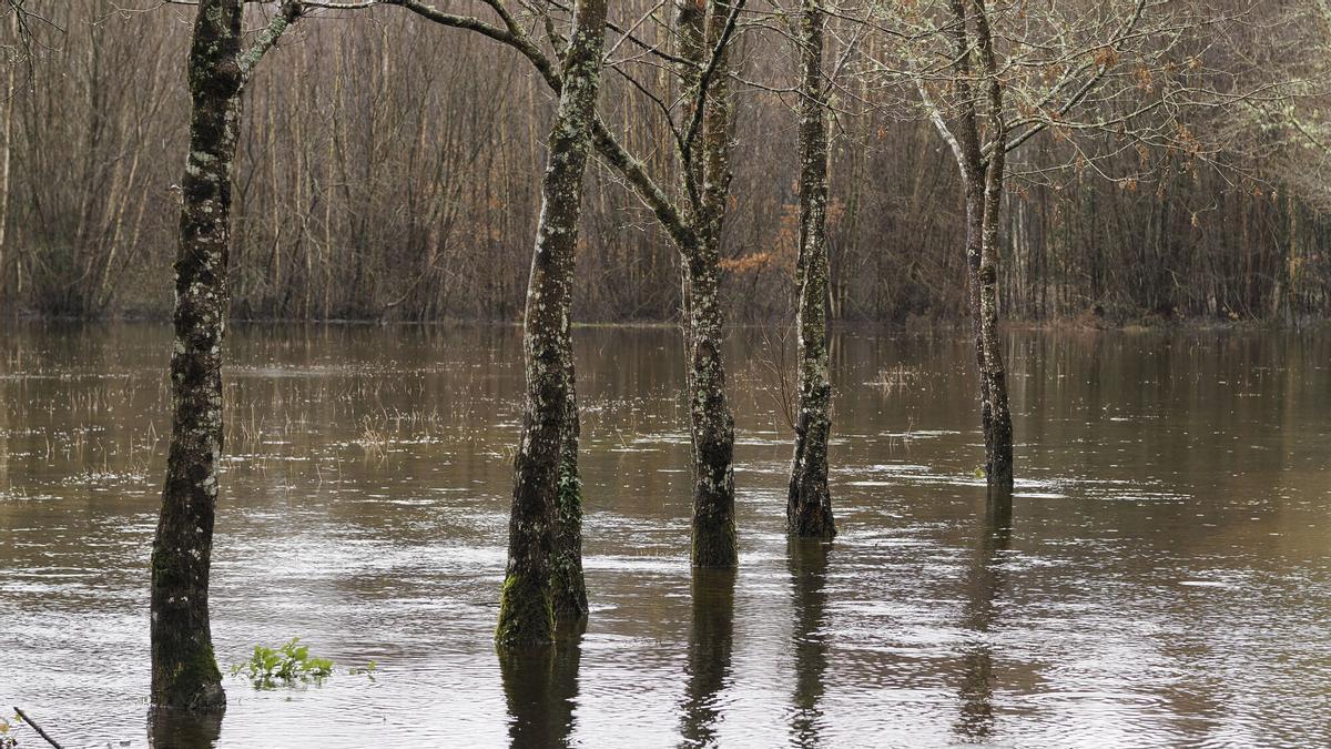 O monte galego xa non «bebe» máis: o solo forestal está a rebordar de auga