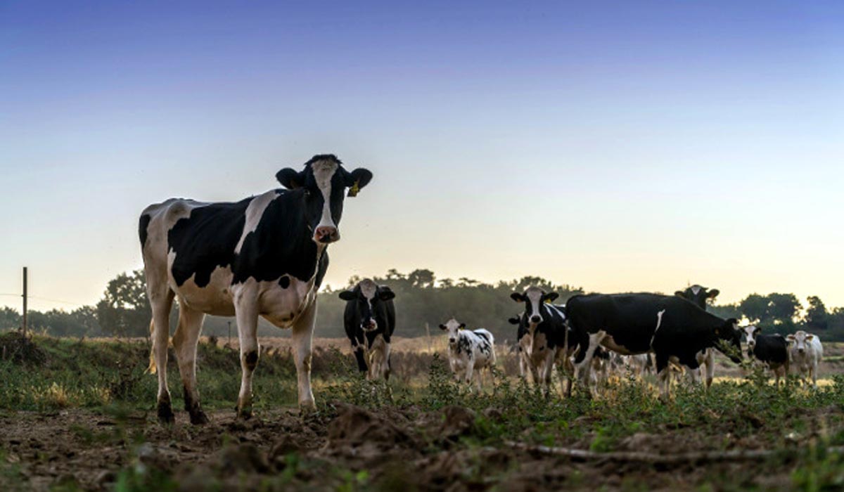 Medio Rural levará á Comisión Galega da Competencia os novos contratos do leite