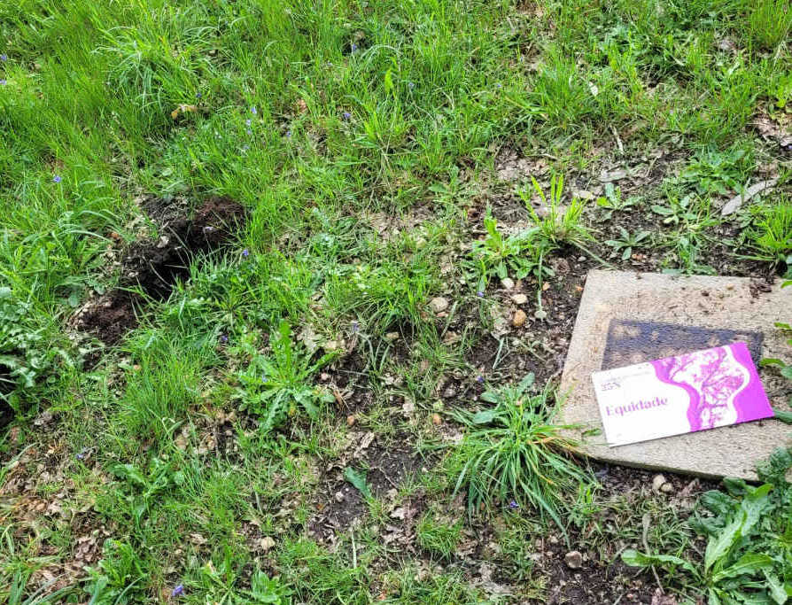 Rouban unha oliveira do paseo das estrelas de Dodro