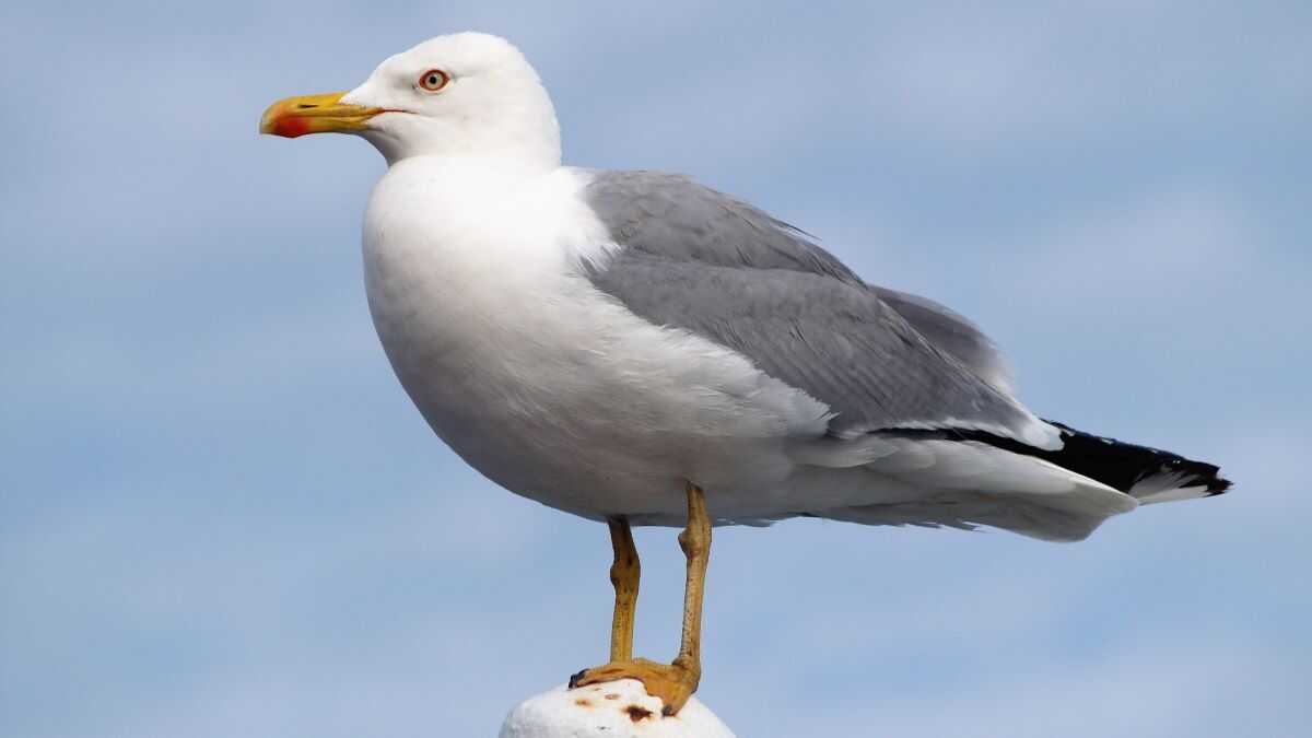 Da gaivota patiamarela á avefría: as aves máis ameazadas (e desprotexidas) do país