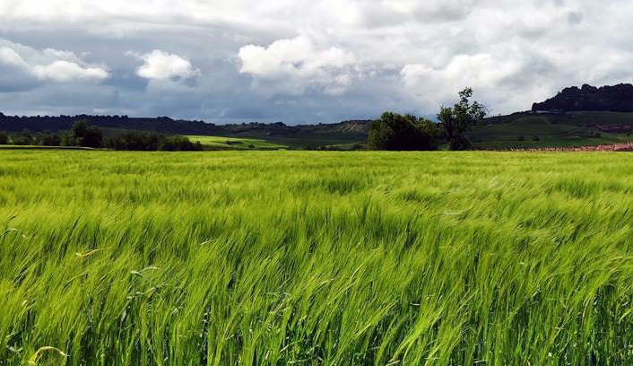 Formación sobre o control agroecolóxico de pragas e enfermidades