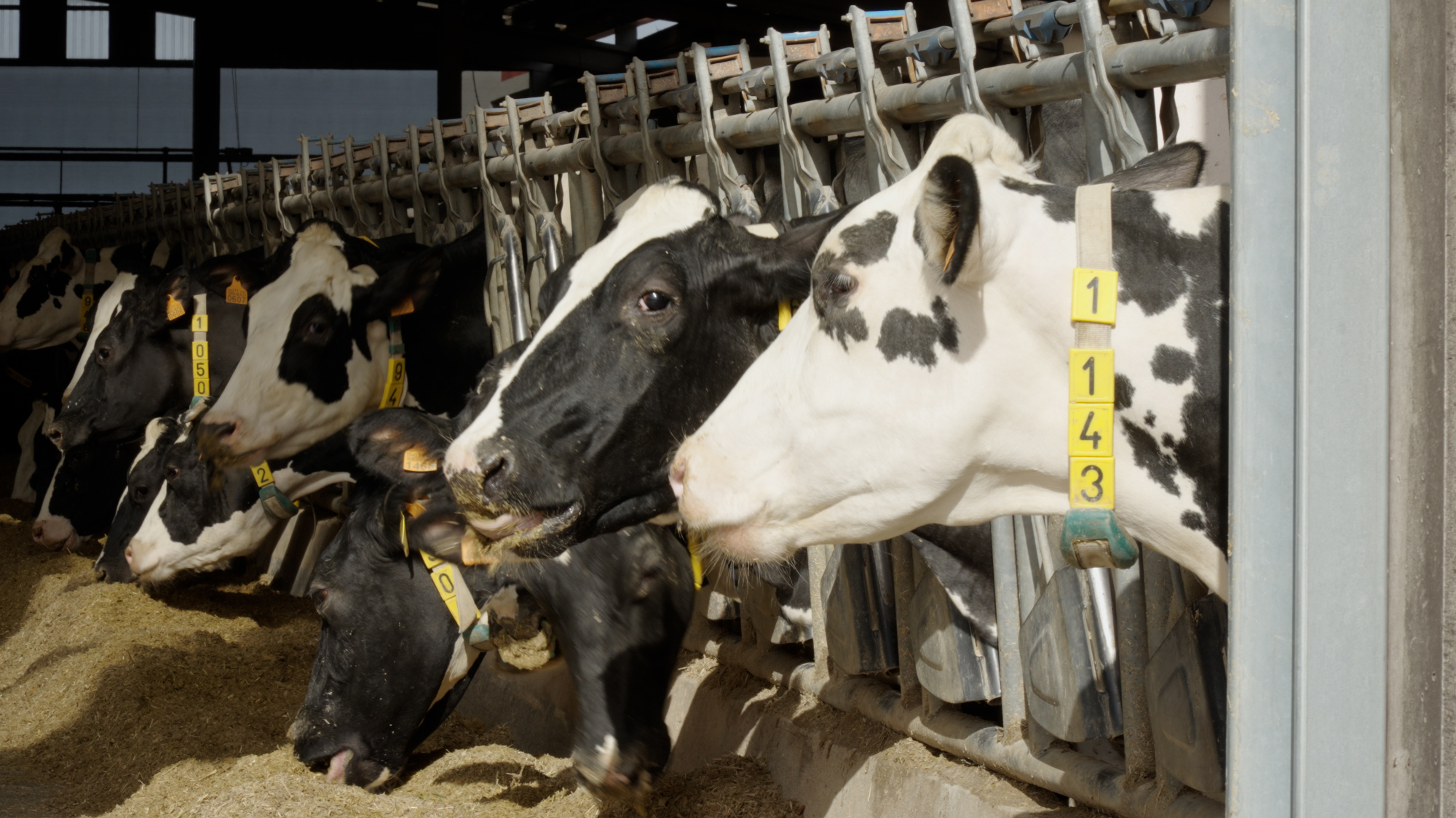 Estratexias avanzadas para a xestión de micotoxinas en pensos