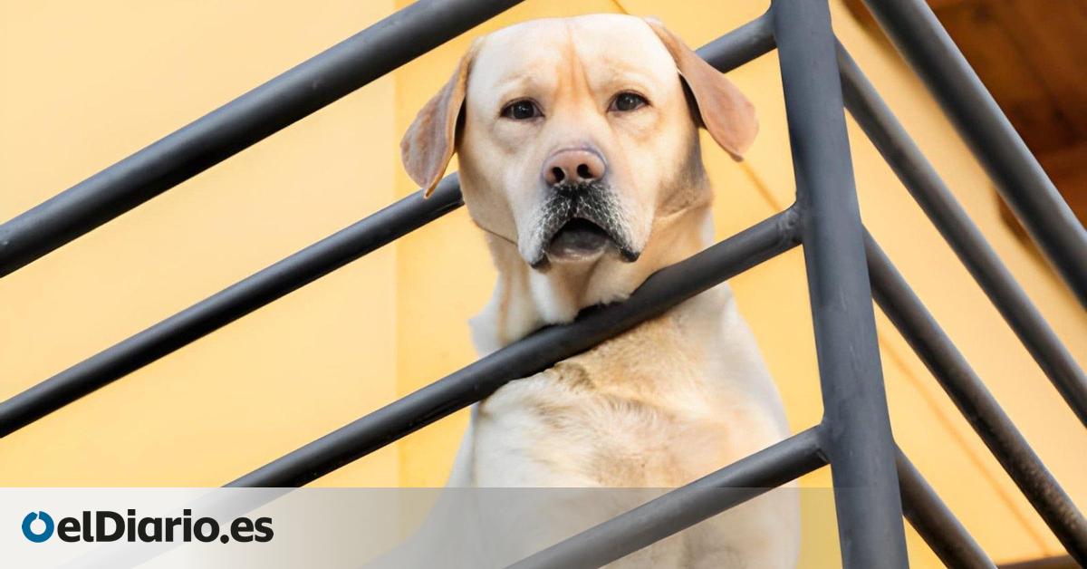 Dejar al perro en la terraza pasa a ser infracción y abre la puerta a multas con la nueva Ley de Bienestar Animal