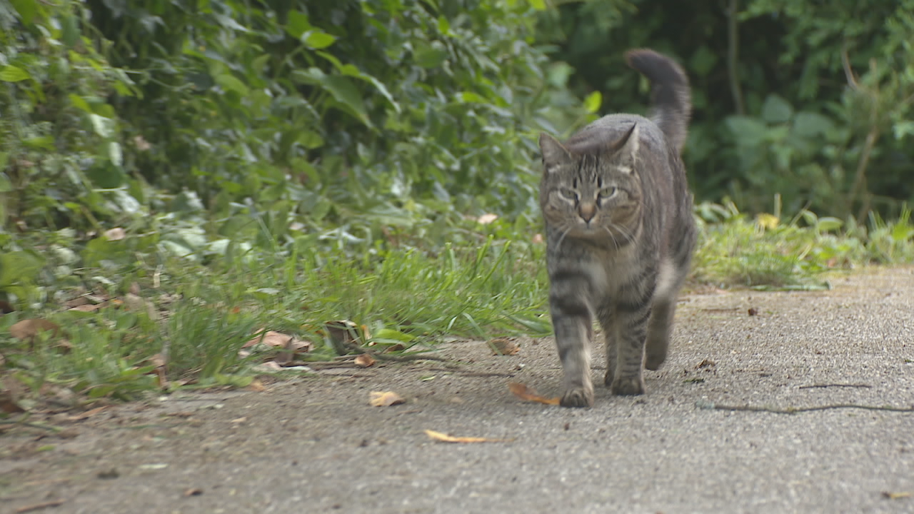 A eclipse total pode modificar os hábitos e a conduta de moitos animais