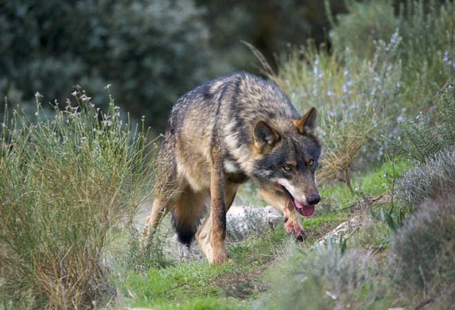 Beneficiarios das axudas da Xunta para compensar os danos causados polo lobo en 2025