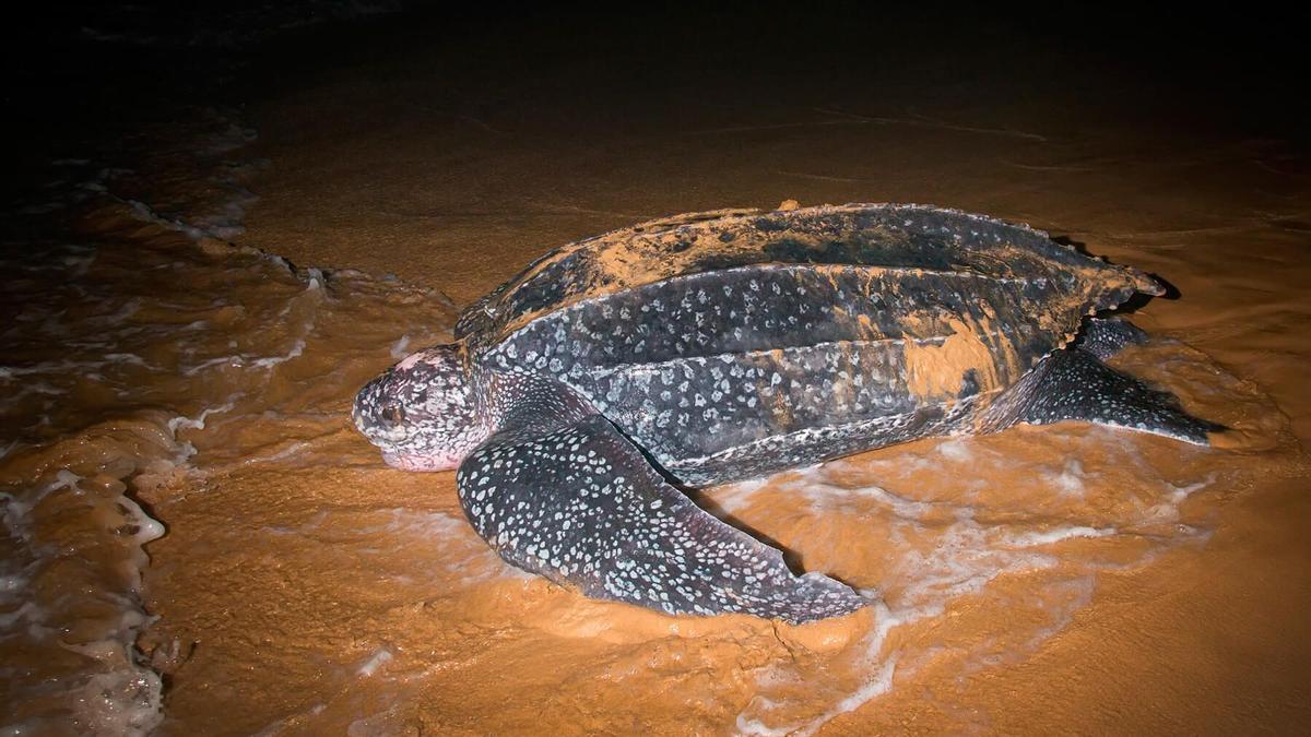 Avistan un exemplar da tartaruga máis grande do mundo en Fisterra