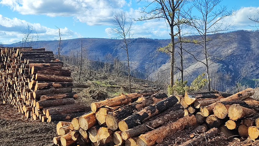 Os maderistas rehabilitarán a estrada provincial LU-P-4707 que danaron na Pobra do Brollón despois do incendio do 2022