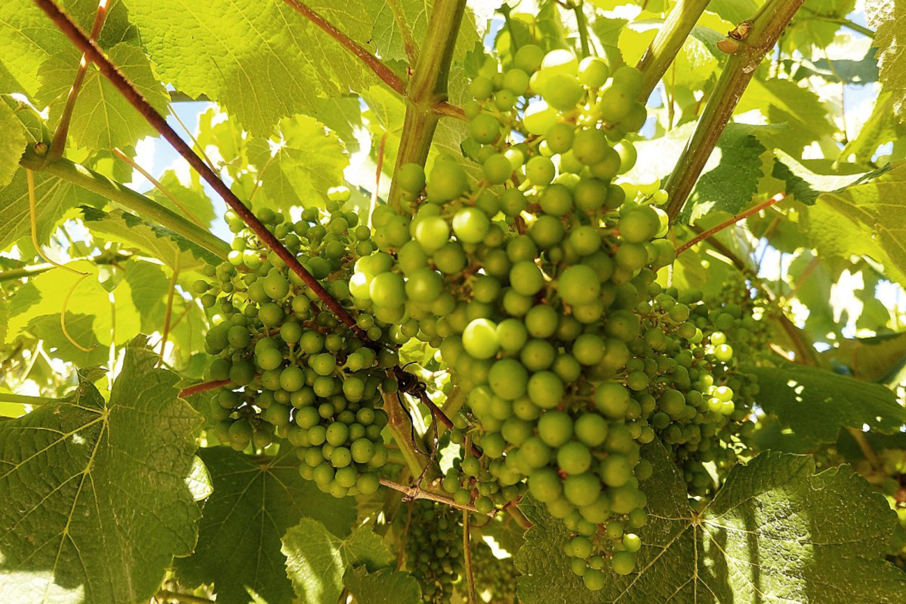 As uvas levan unha semana de adianto, pero hai que estar moi atentos ao oídio