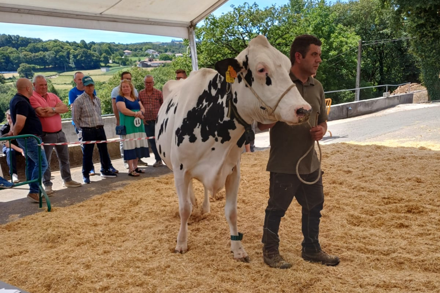Media de 3.582 euros por animal na poxa de Finca Mouriscade