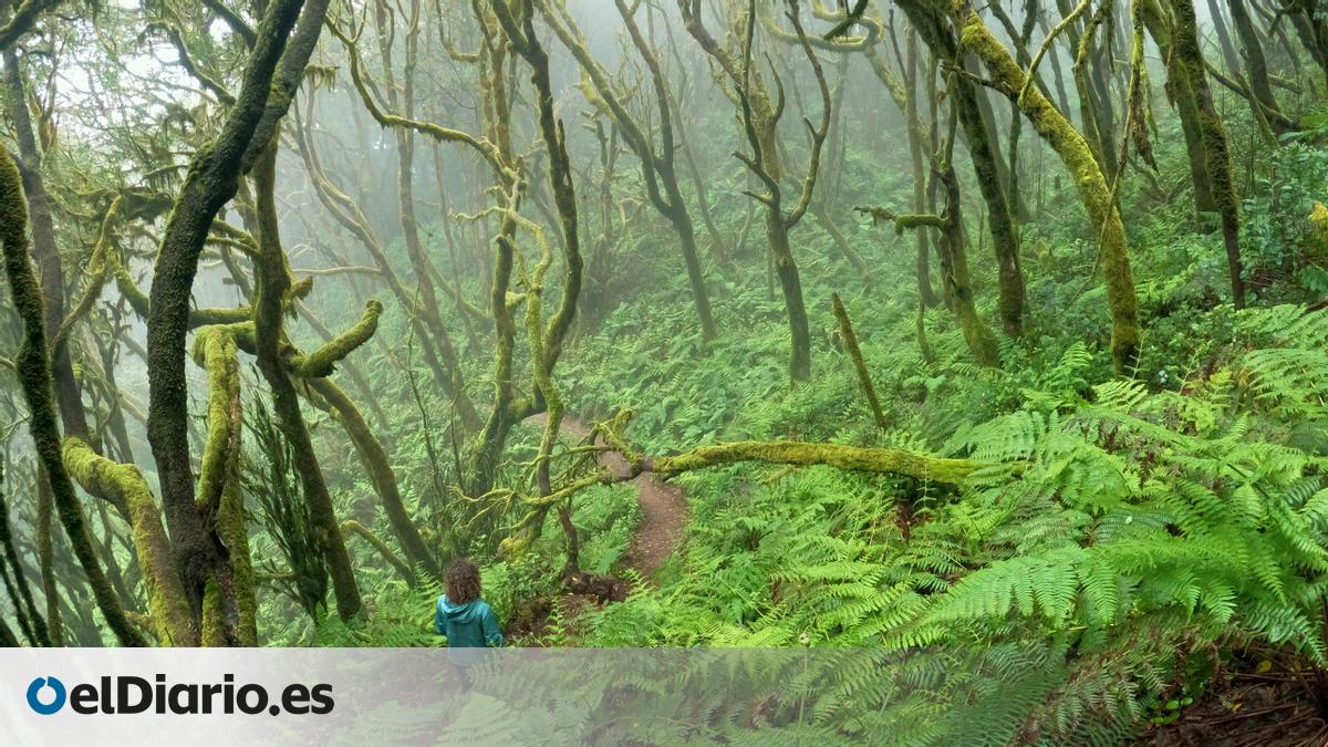 La laurisilva canaria, isla a isla: los mejores bosques para viajar millones de años atrás