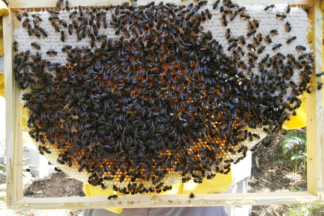 Curso de apicultura tradicional en Forcarei