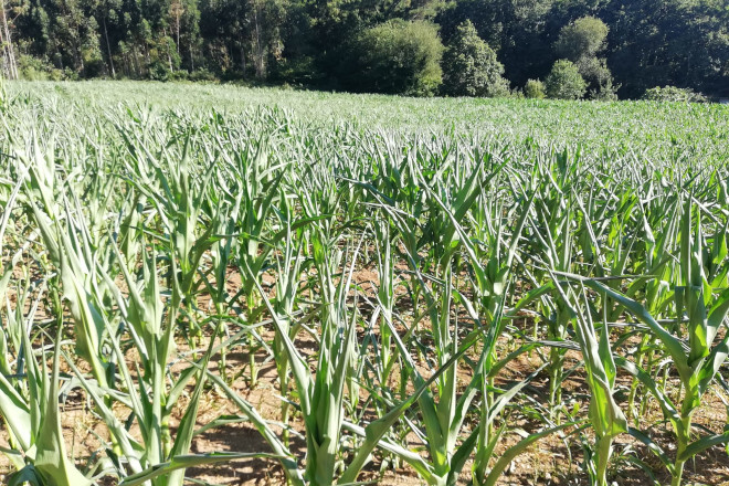 Demandan que a Comisión Europea e a Xunta tomen medidas ante os estragos no agro das ondas de calor