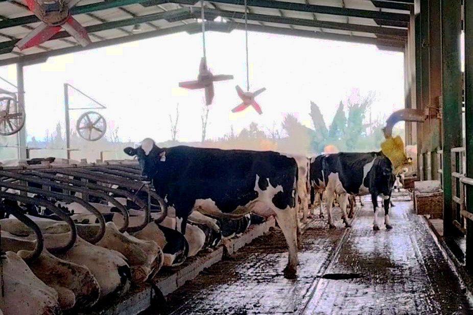 Estrés térmico: cando a calor obriga á vaca a elixir entre sobrevivir ou producir