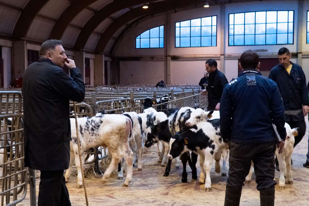 Nova caída dos prezos do gando en Amio e en Ternera Gallega