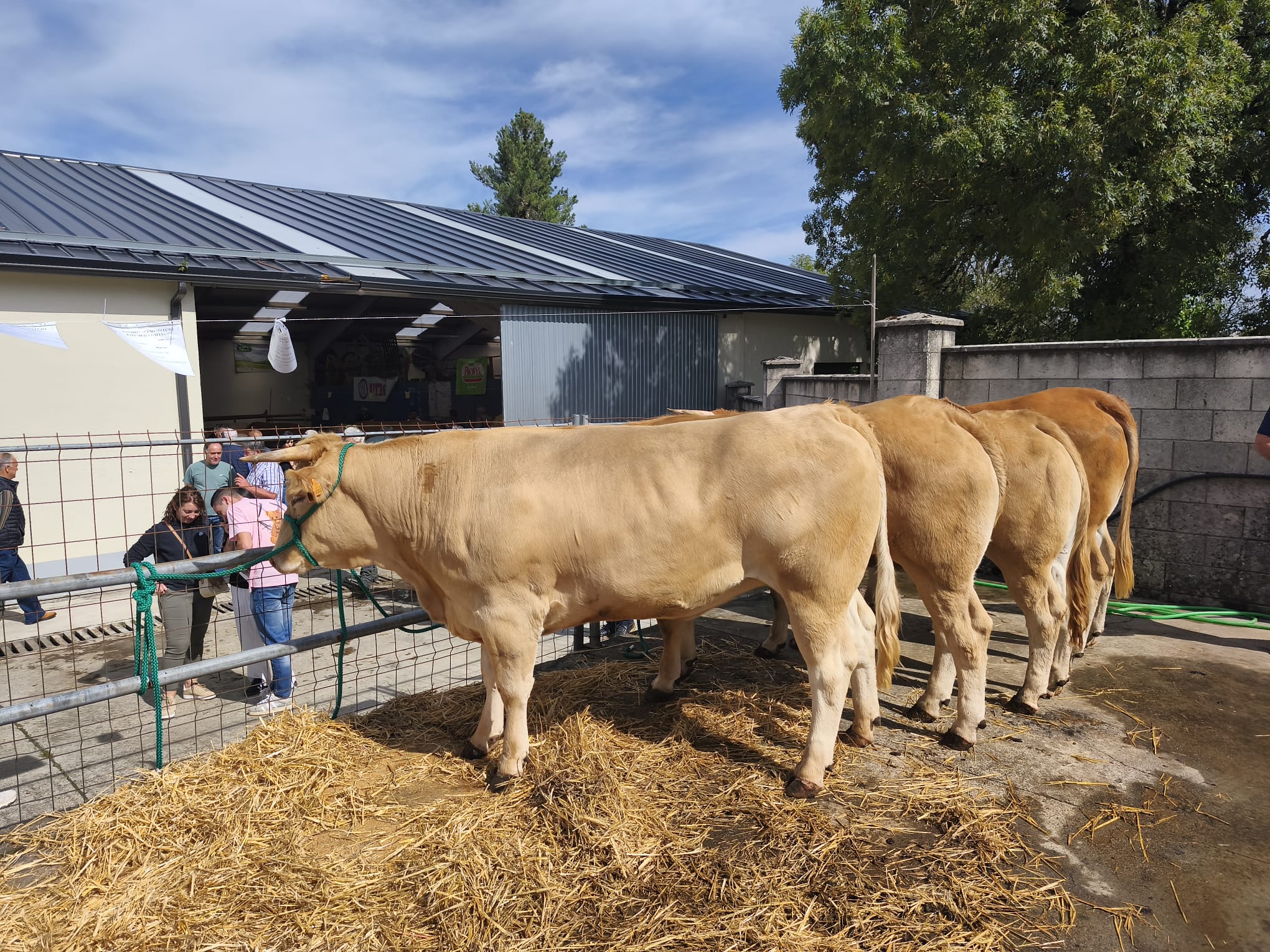 A asociación Gandeiros Galegos da Suprema acusa aos tratantes de gando de querer boicotear a venda sen intermediarios de animais por parte dos produtores
