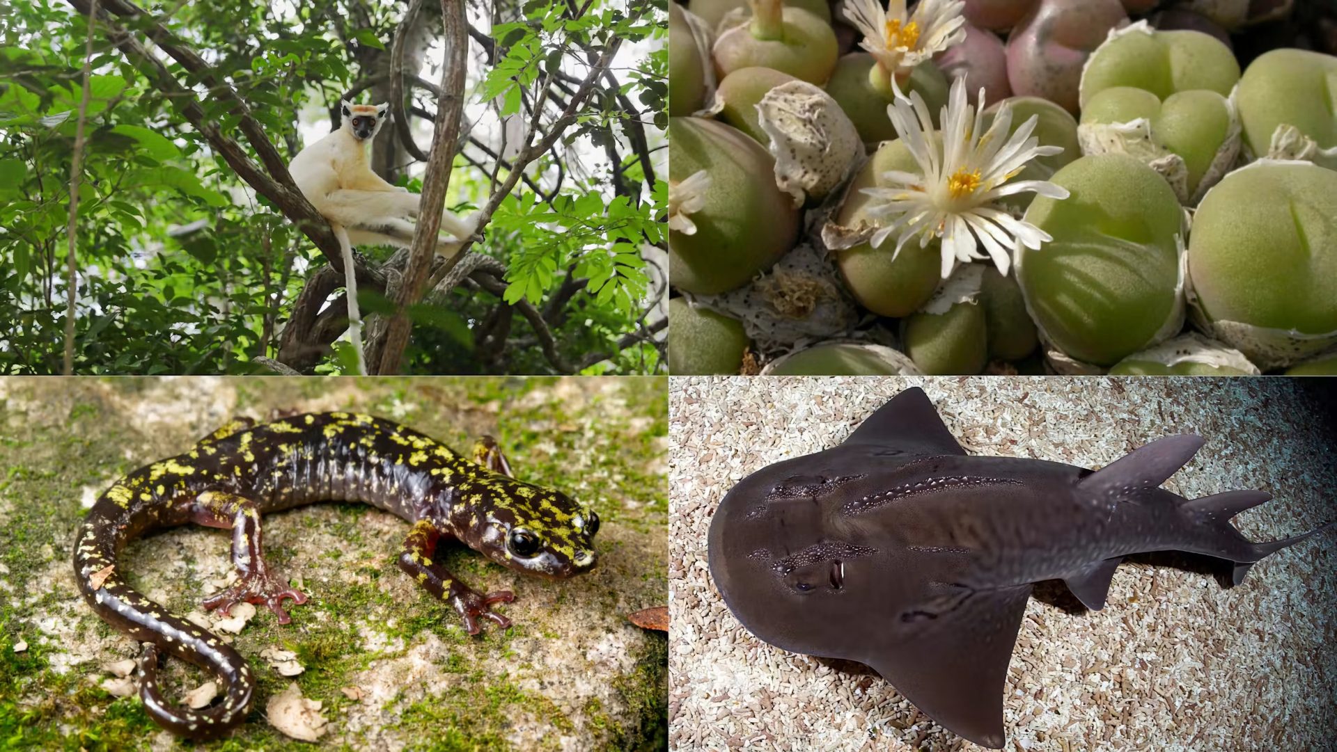 DiCaprio y un fondo de Jeff Bezos destinan 200 millones de dólares a rescatar 100 especies
