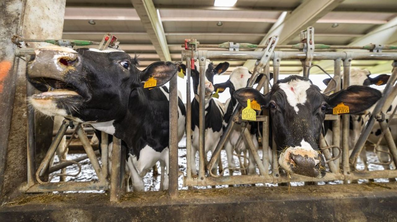 Na Costa da Morte prod&uacute;cese o dobre de leite que dez anos atr&aacute;s, e con menos da metade de granxas