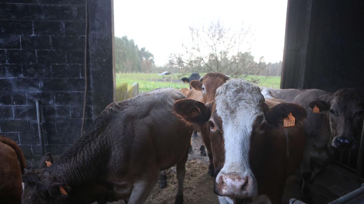 Galicia sae perdendo na PAC polo reducido tamaño das súas granxas: cada produtor recibe 1.500 euros menos que a media nacional