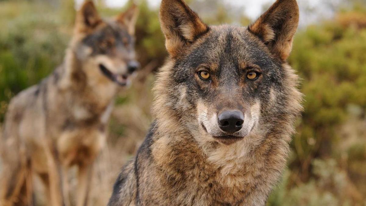 Pulso polo lobo: Estremadura apoia pedir unha reunión “inmediata” ao Goberno e Bruxelas abre expediente a España
