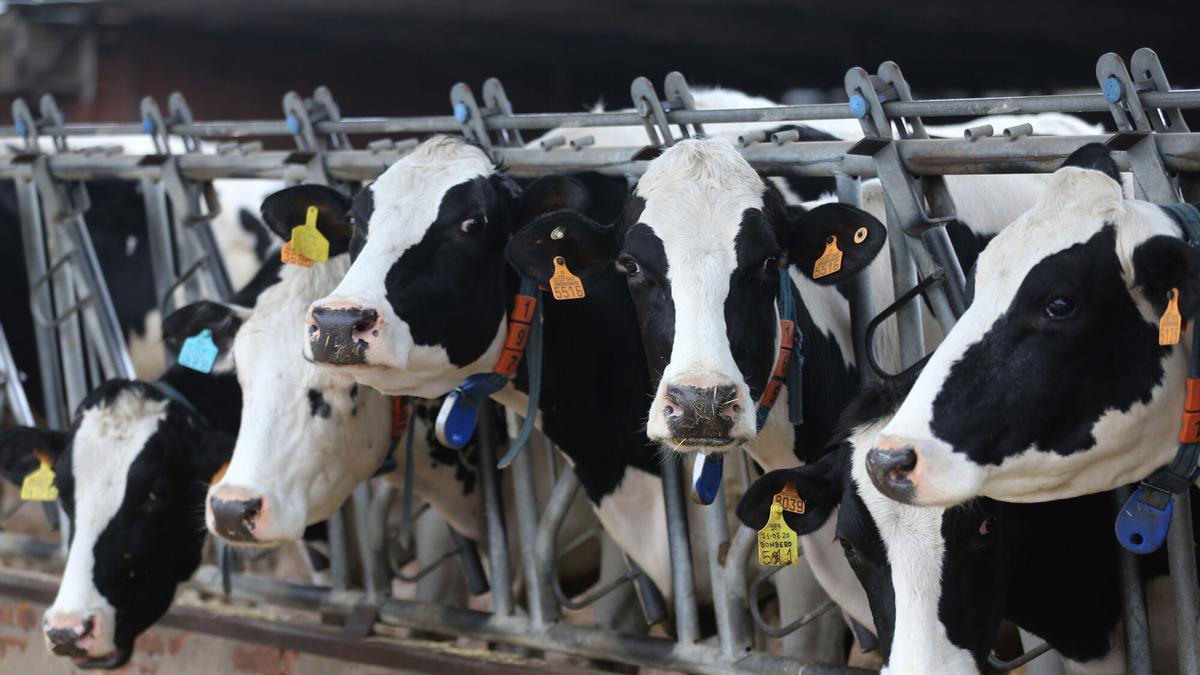 O prezo do leite afúndese 6 céntimos en Galicia en abril: crece brecha con España e a perda ascende a 17 millóns