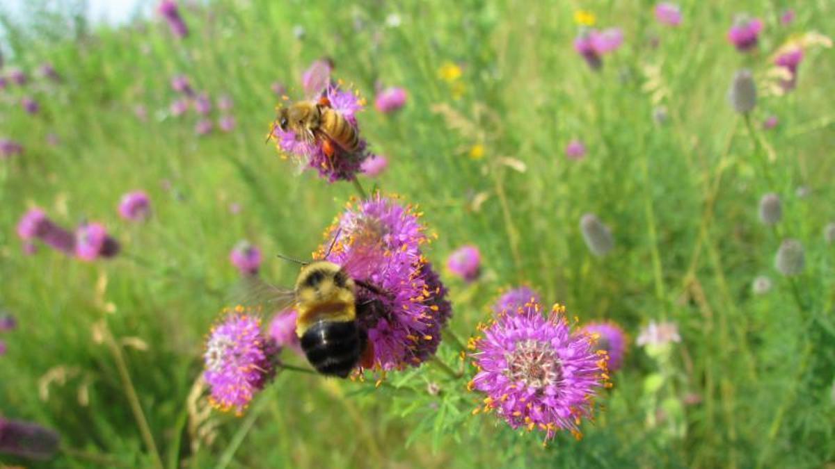 Descobren 39 especies de abellas nunca antes detectadas en Galicia