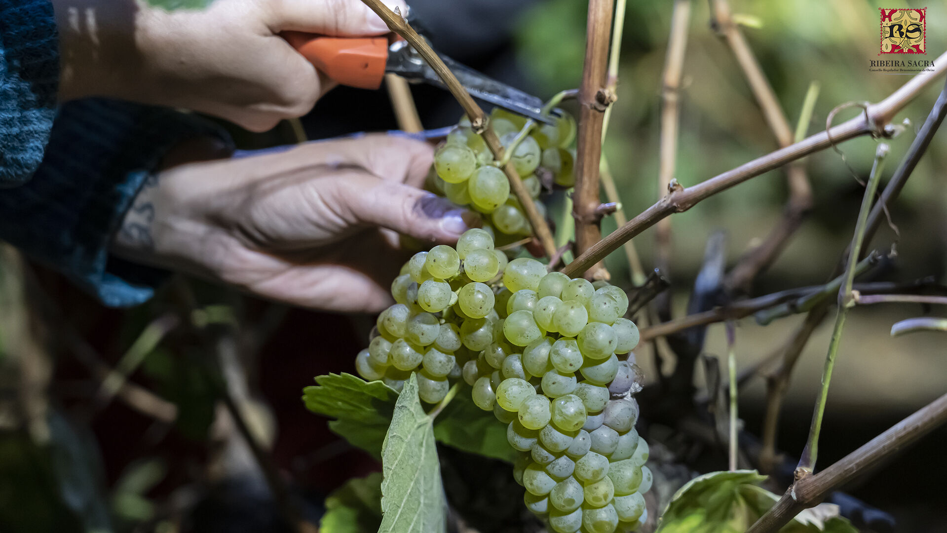 Comeza a vendima na D.O. Ribeira Sacra mentres IGV convoca unha mobilización o 6 de setembro polo futuro do territorio