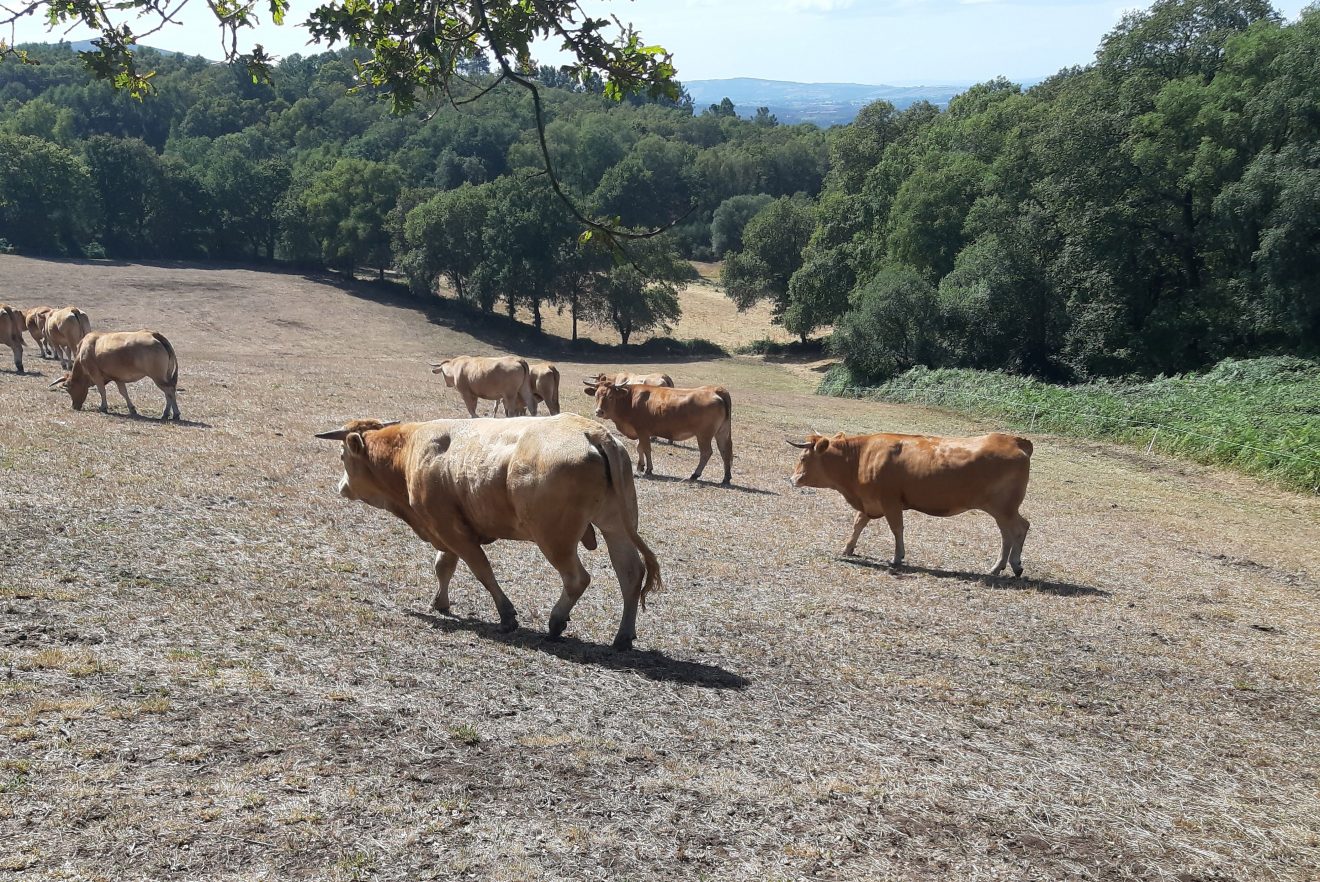 Un mercado lento de carne de vacún desincentiva a granxas e cebadeiros