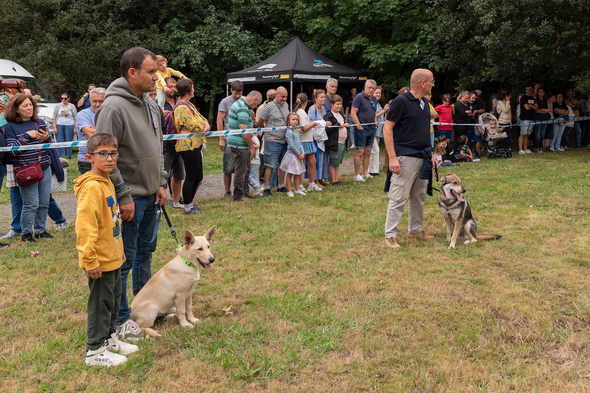 A Feira Rural de San Sadurniño reunirá os mellores exemplares do Can de Palleiro