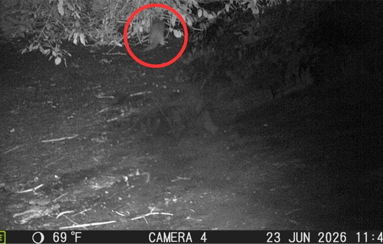 Avistan una nutria en el río Bronx, en  Nueva York, por primera  vez en casi un siglo