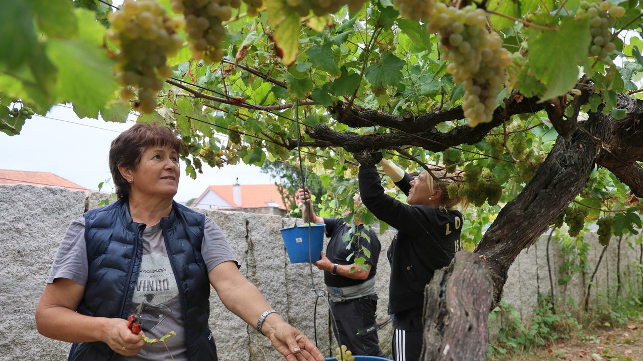 R&iacute;as Baixas conf&iacute;a en manter a calidade da colleita pese ao estr&eacute;s h&iacute;drico