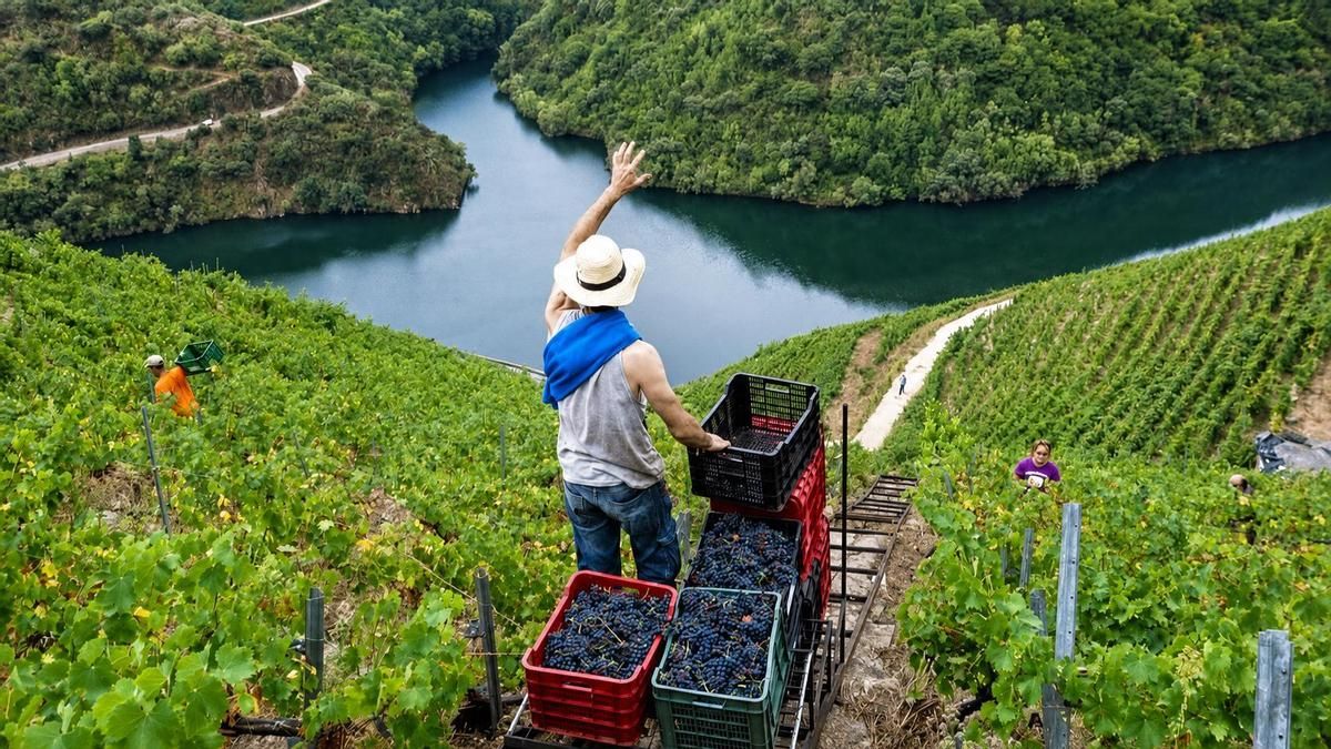 Septiembre entre viñedos: cinco escapadas para vivir la vendimia desde dentro