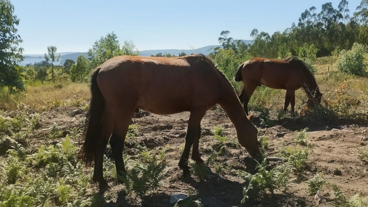 Cabalos de pura raza galega &uacute;nense &aacute; loita contra o lume nos montes de Leiro