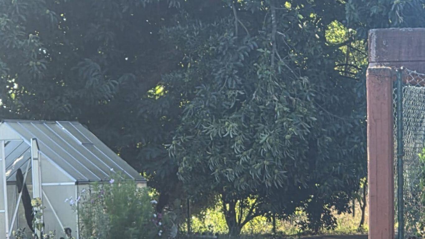 A AFA do CEIP Gonzalo Torrente Ballester denuncia a “falta de mantemento” do centro por parte do Concello de Cambre