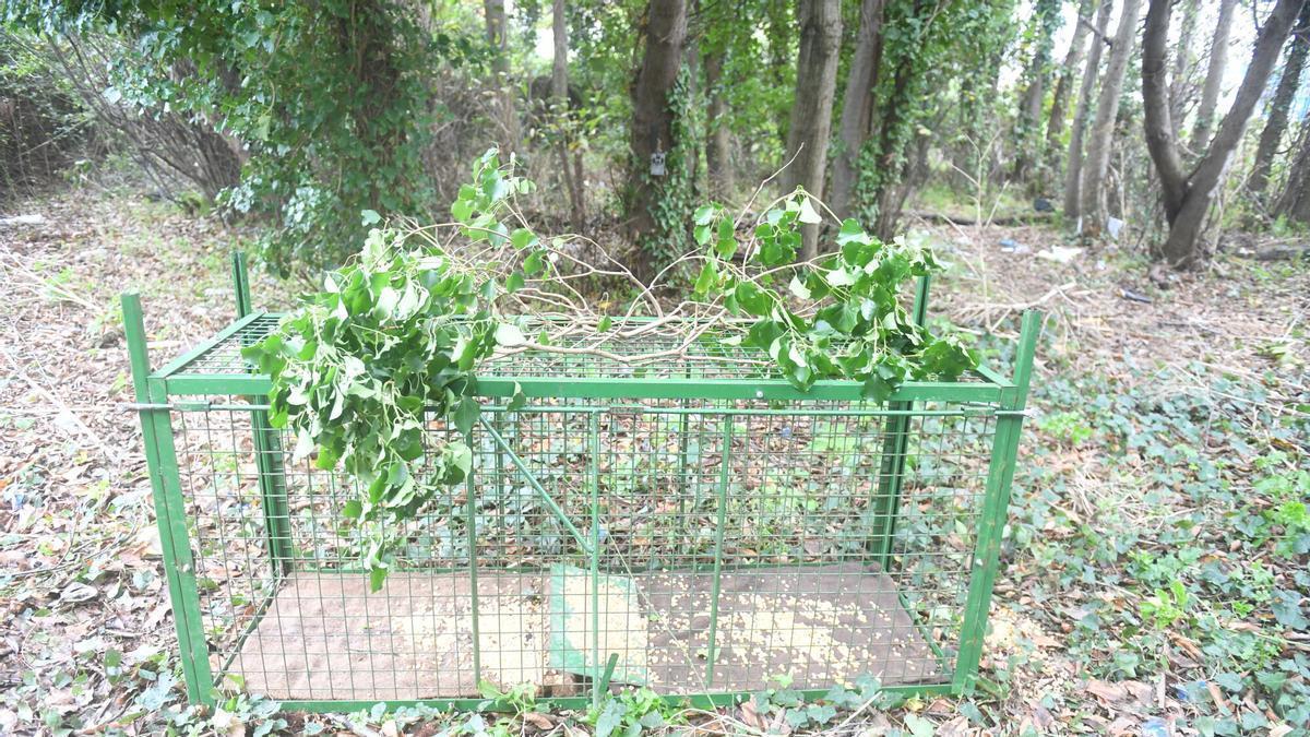Funcionana as gaiolas-trampa para jabalíes? En Lugo capturan 14 en tan só unha semana