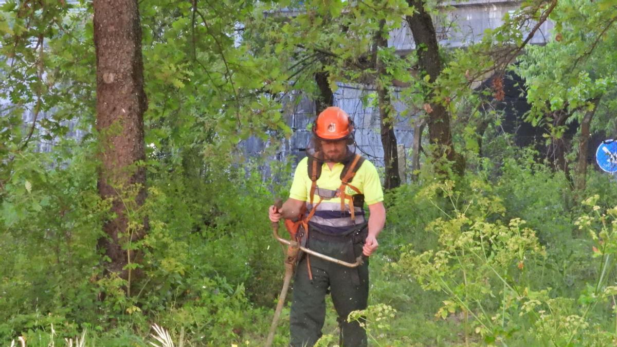 O monte ordenado crece en 44.000 hectáreas pero as axudas da Xunta para xestión forestal esborrállanse