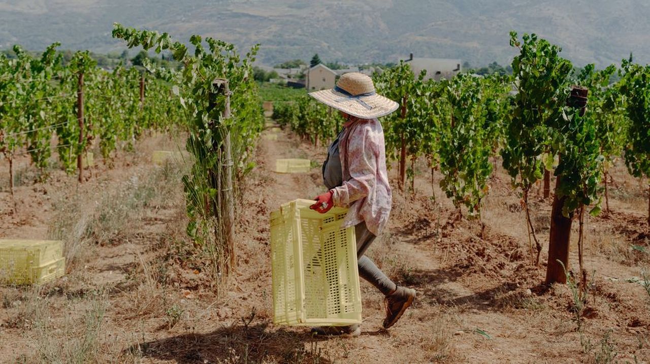 A choiva permitiu a Valdeorras colleitar 8,1 mill&oacute;ns de quilos de uva na s&uacute;a vendima m&aacute;is madrugadora