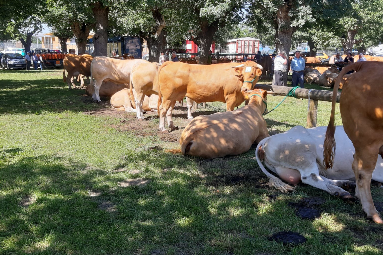 Aberta a inscrición na Feira da Rubia Galega do País que se celebrará en Rodeiro o 14 de outubro