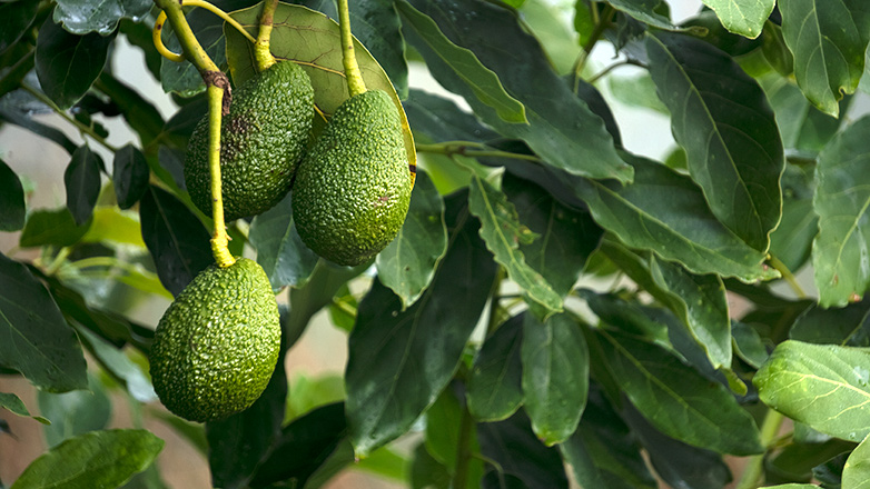Xornada formativa sobre produción de aguacate en Galicia, este mércores en Guísamo