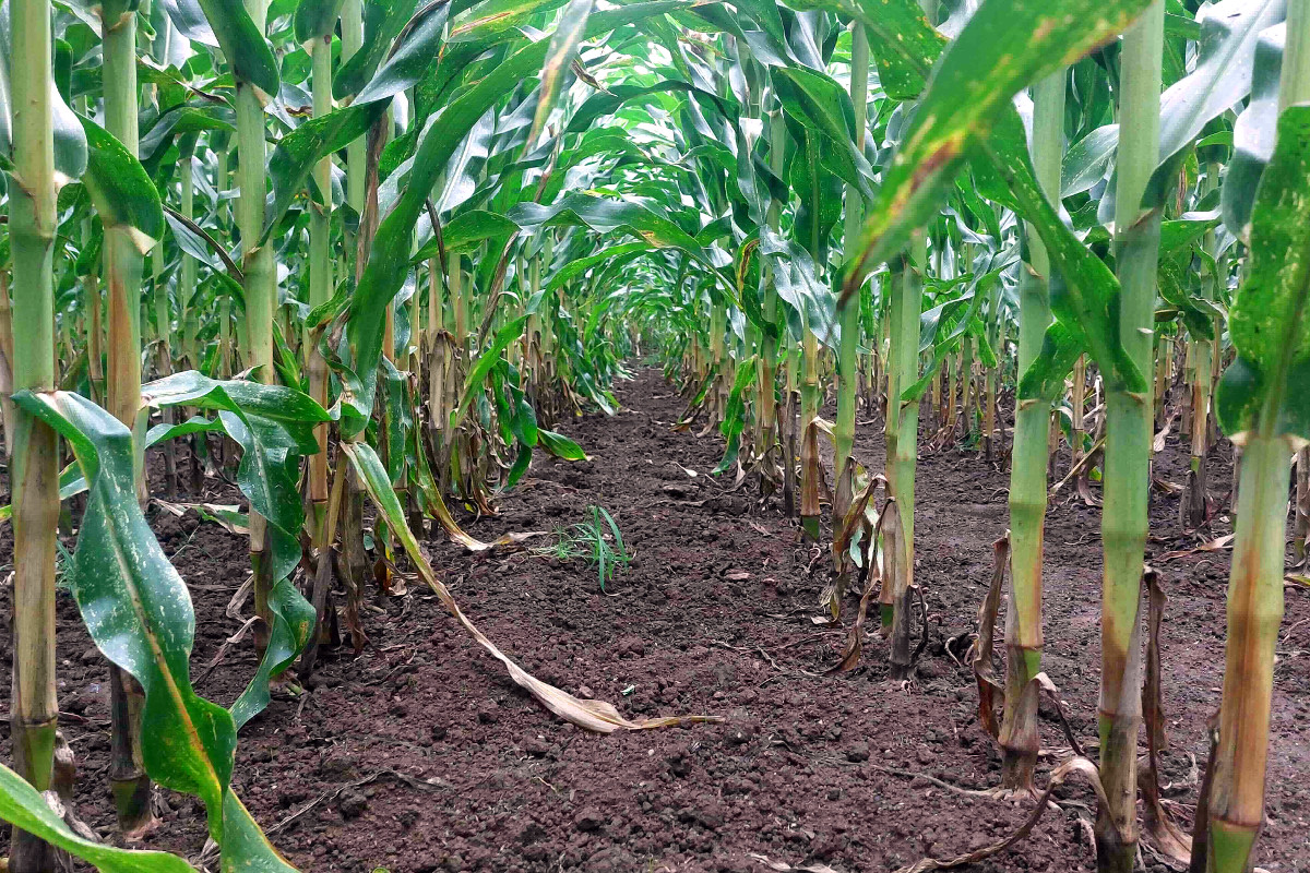 Optimización do cultivo de millo en Galicia: sementar antes e recoller máis tarde