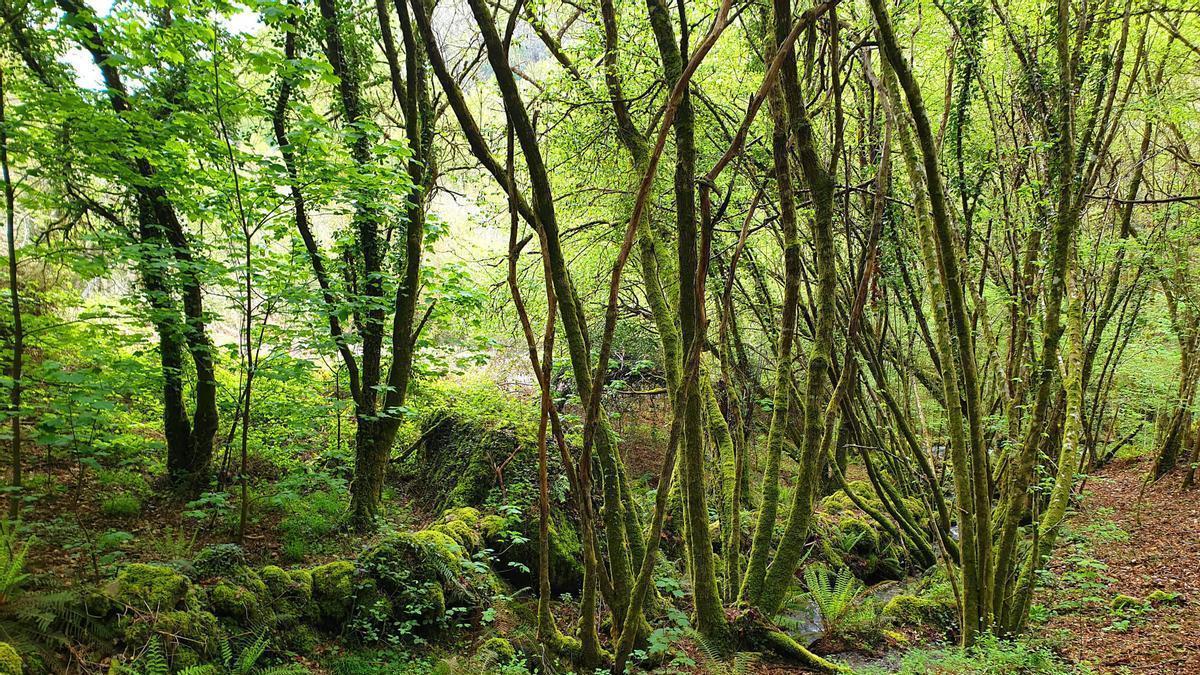 A Xunta de Galicia prevé lanzar antes de final de ano o seu mercado voluntario de créditos de carbono