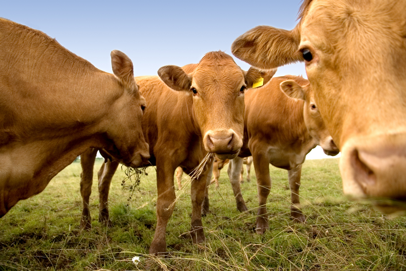 Xornada técnica en Portomarín sobre vixilancia sanitaria do gando