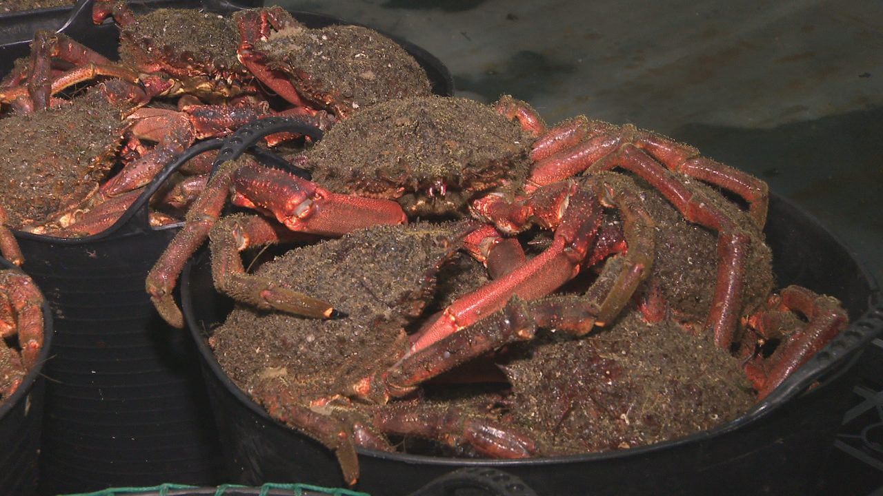 Chegan ao mercado as primeiras centolas da tempada