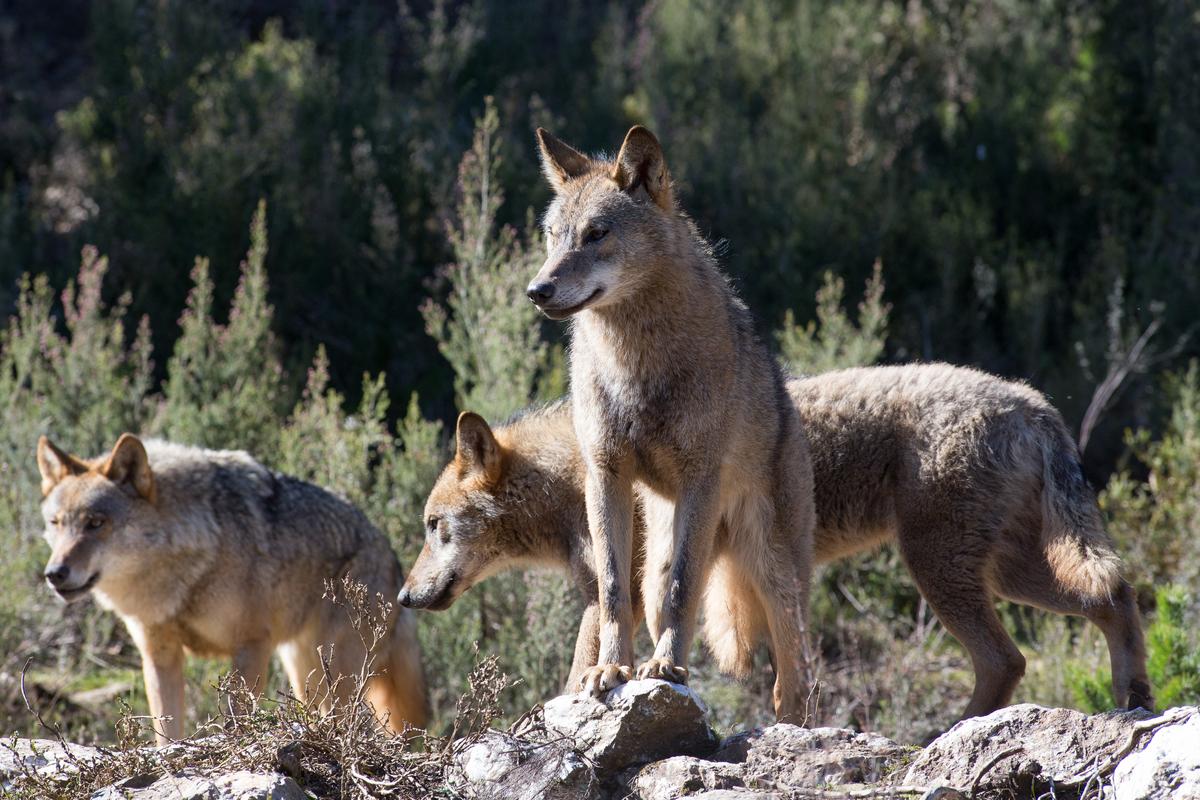 Os ataques do lobo crecen un 72 % e a Xunta reclama ao Goberno sacalo do listado de especies de especial protección